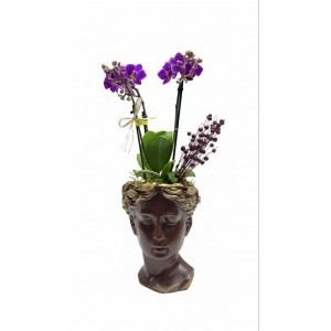 Helen Saksıda Mini Orkide (Kahverengi)